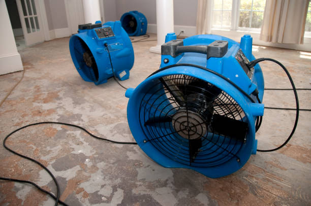 Best Professional water damage repair  in Taylor Creek, OH